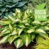Hosta 'Miss America' Live Plant – 5.25" Pot – Perennial Shade Plant Hosta 'Miss America' Live Plant – 5.25" Pot – Perennial Shade Plant - Image 1