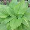 Hosta Mr. Mister Live Plant – Perennial Shade Plant – 5.25" Pot Hosta Mr. Mister Live Plant – Perennial Shade Plant – 5.25" Pot - Image 1