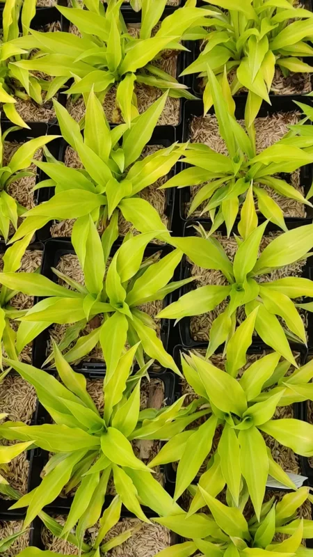 Hosta Munchkin Fire Live Plant - 5.25" Pot, Well Rooted, Miniature Perennial for Shade Hosta Munchkin Fire Live Plant - 5.25" Pot, Well Rooted, Miniature Perennial for Shade - Image 2