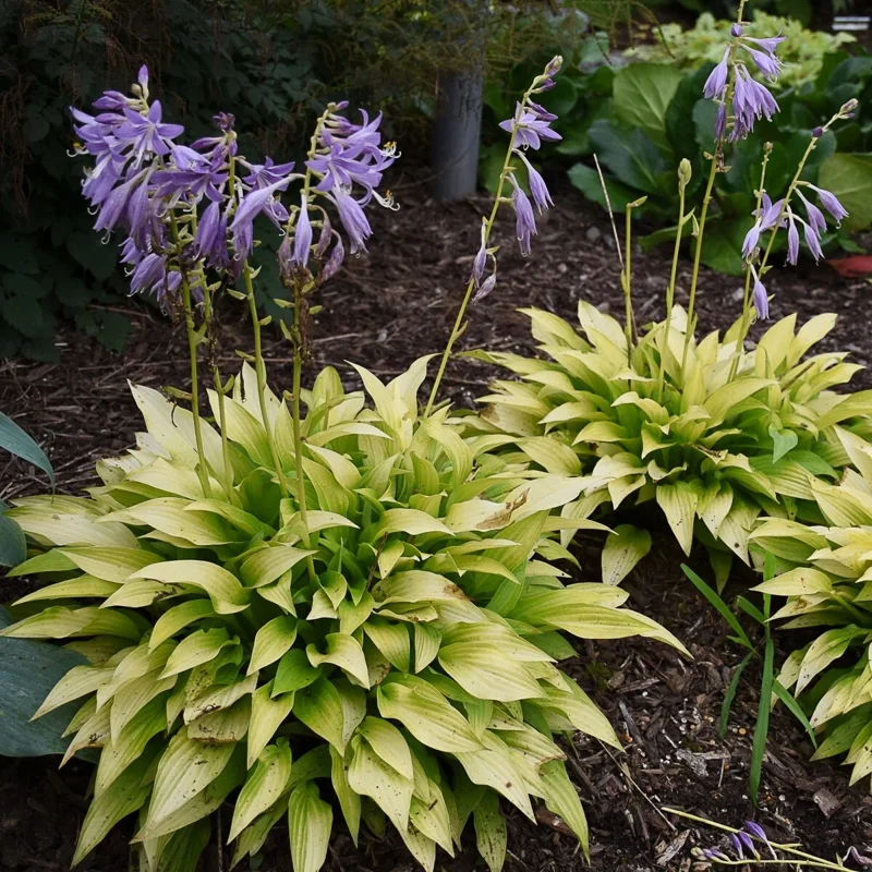 Hosta Munchkin Fire Live Plant - 5.25" Pot, Well Rooted, Miniature Perennial for Shade Hosta Munchkin Fire Live Plant - 5.25" Pot, Well Rooted, Miniature Perennial for Shade - Image 3