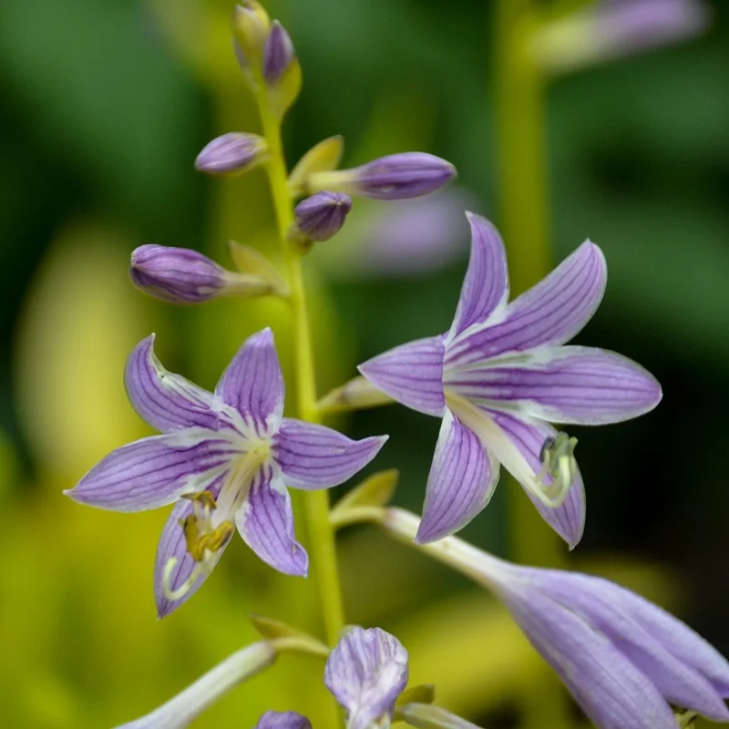 Hosta Munchkin Fire Live Plant - 5.25" Pot, Well Rooted, Miniature Perennial for Shade Hosta Munchkin Fire Live Plant - 5.25" Pot, Well Rooted, Miniature Perennial for Shade - Image 4
