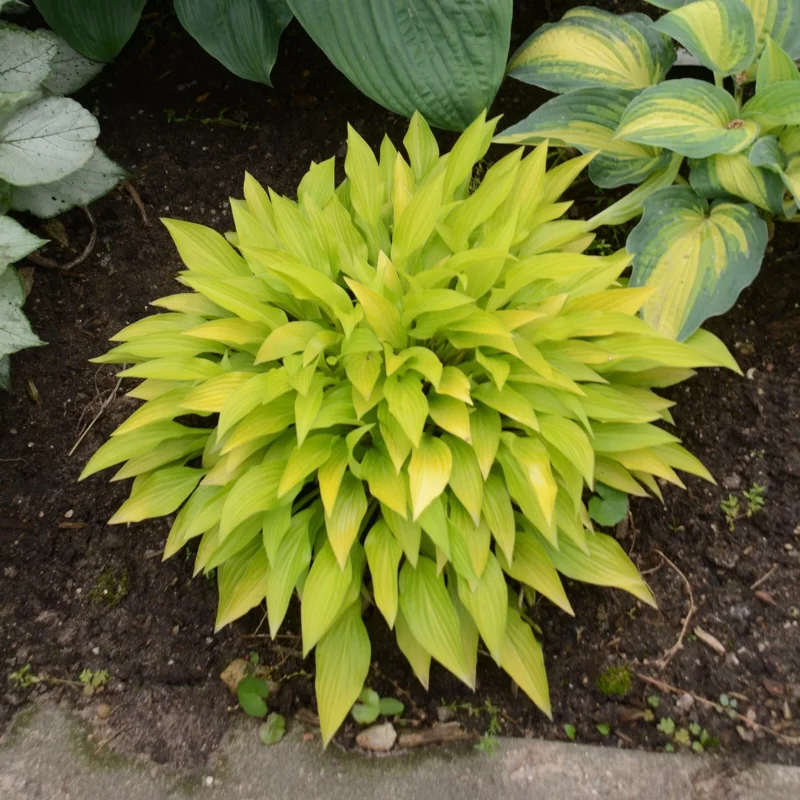 Hosta Munchkin Fire Live Plant - 5.25" Pot, Well Rooted, Miniature Perennial for Shade Hosta Munchkin Fire Live Plant - 5.25" Pot, Well Rooted, Miniature Perennial for Shade - Image 5