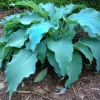 Hosta Neptune Live Plant – 5.25" Pot Perennial – Shade Perennial Hosta Neptune Live Plant – 5.25" Pot Perennial – Shade Perennial - Image 1