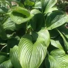 Hosta nigrescens Live Plant – 5.25" Pot Perennial Shade Plant Hosta nigrescens Live Plant – 5.25" Pot Perennial Shade Plant - Image 1