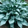 Hosta October Sky Live Plant – 5.25 inch Pot, Well Rooted Perennial Shade Plant - Image 1