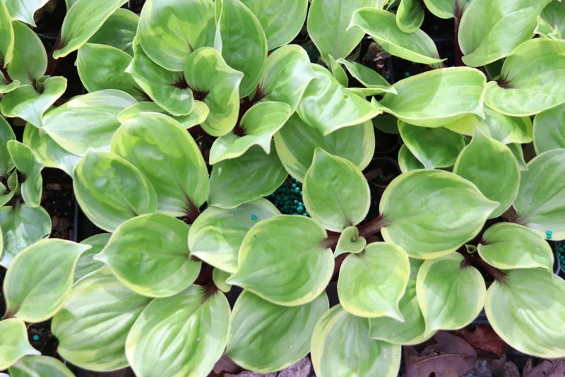 Hosta 'One Trip Salad Bar' Live Plant – 5.25" Pot – Well-Rooted Perennial Shade Plant Hosta 'One Trip Salad Bar' Live Plant – 5.25" Pot – Well-Rooted Perennial Shade Plant - Image 1