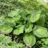 Hosta Paradigm Live Plant - 5.25" Pot, Perennial Shade Variety - Image 1