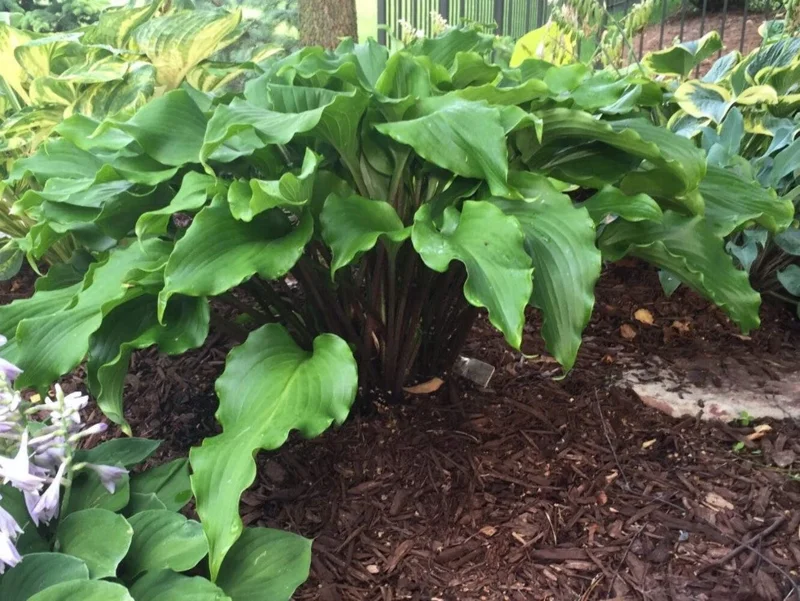 Hosta Peppermint Twist Live Plant - Perennial Shade Garden Plant Hosta Peppermint Twist Live Plant - Perennial Shade Garden Plant - Image 1