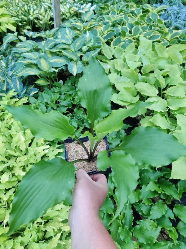 Hosta Peppermint Twist Live Plant - Perennial Shade Garden Plant Hosta Peppermint Twist Live Plant - Perennial Shade Garden Plant - Image 2