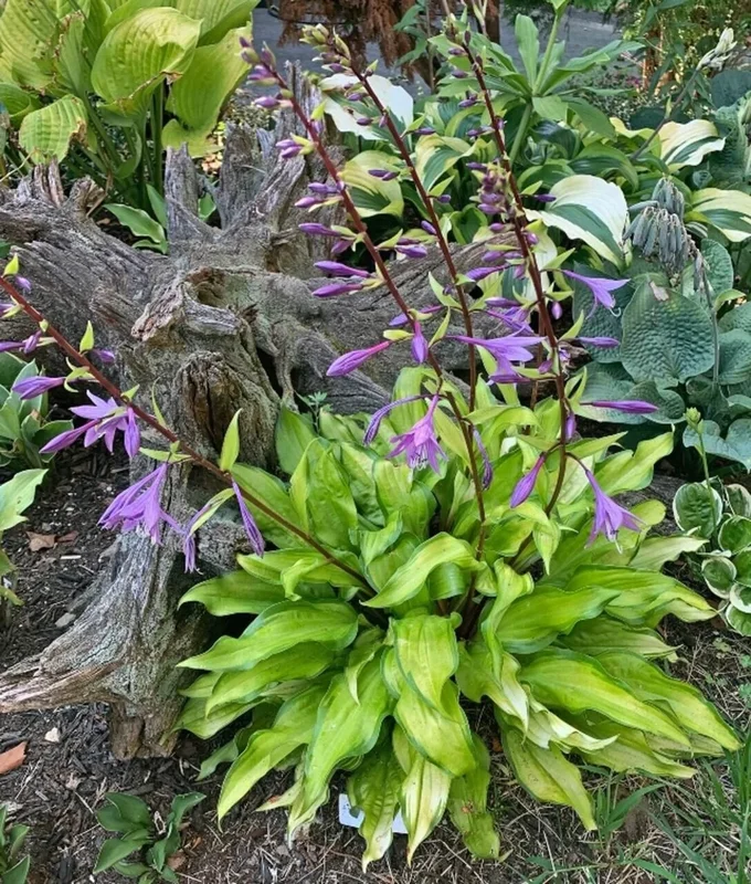 Hosta Pineapple Salsa Live Plant – 5.25 Inch Pot – Perennial Shade Plant - Image 2