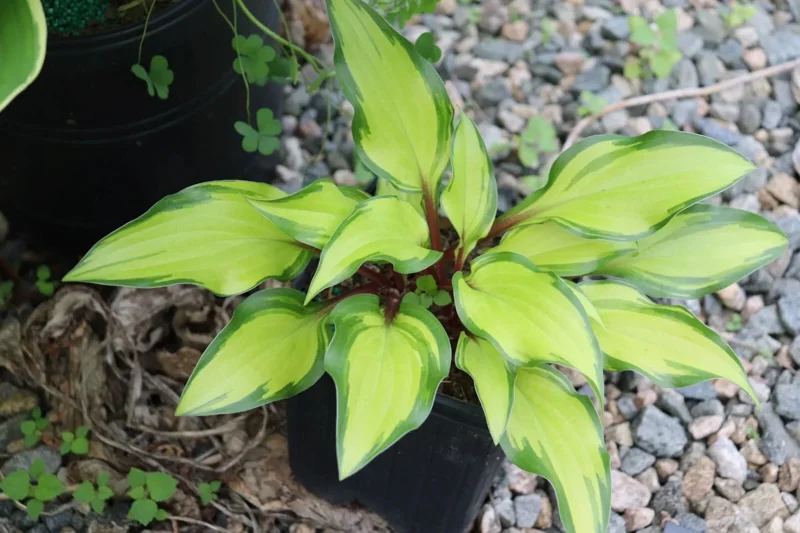 Hosta Pineapple Salsa Live Plant – 5.25 Inch Pot – Perennial Shade Plant - Image 1