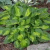Hosta Pocketful of Sunshine Live Plant – 5.25" Pot Well Rooted Perennial Shade Mini Hosta Pocketful of Sunshine Live Plant – 5.25" Pot Well Rooted Perennial Shade Mini - Image 1