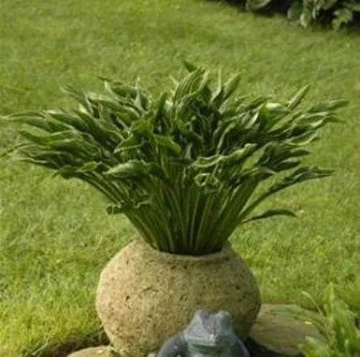Hosta 'Praying Hands' Live Plant – Unique Perennial Foliage - Image 2