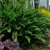 Hosta 'Praying Hands' Live Plant – Unique Perennial Foliage - Image 1
