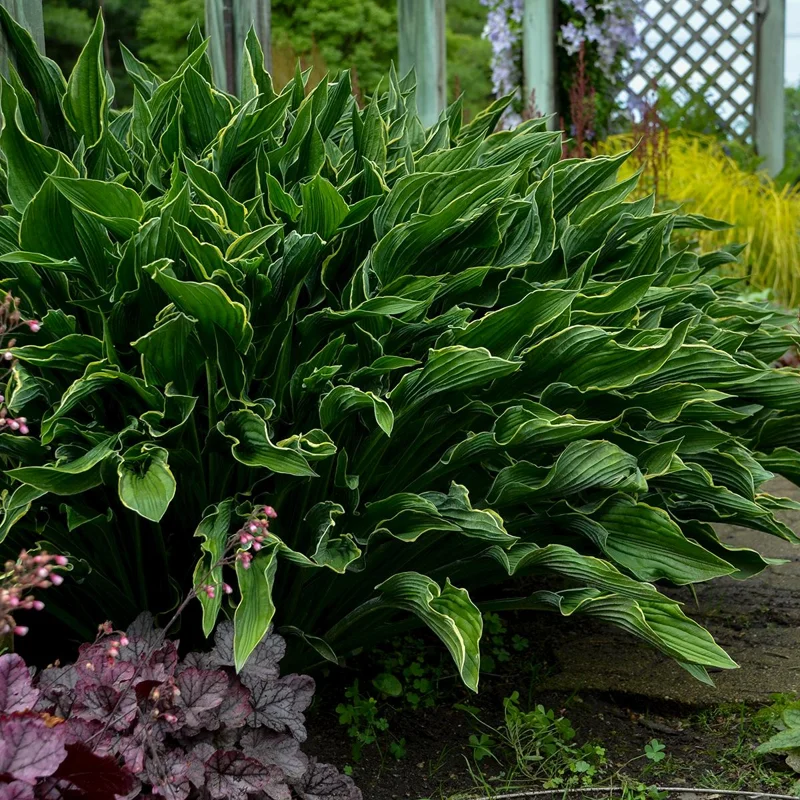 Hosta 'Praying Hands' Live Plant – Unique Perennial Foliage - Image 1
