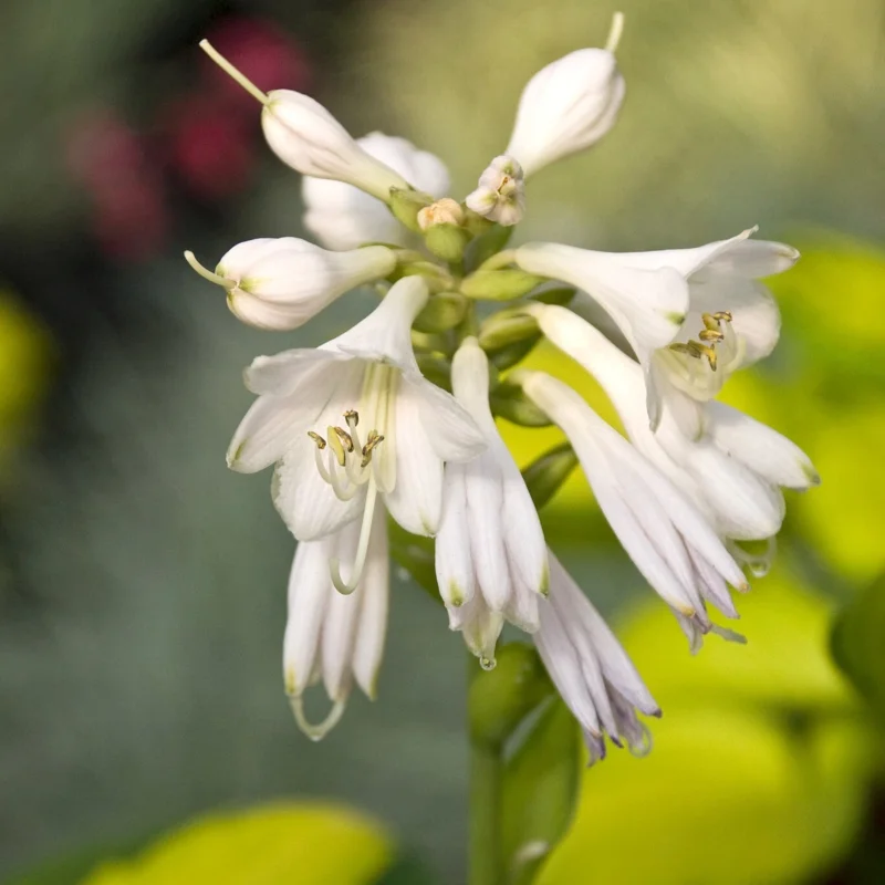 Hosta Rainforest Sunrise Live Plant – 5.25" Pot Perennial Shade Hosta Rainforest Sunrise Live Plant – 5.25" Pot Perennial Shade - Image 2