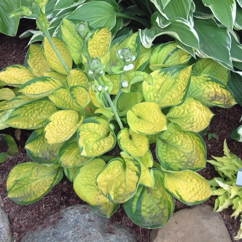 Hosta Rainforest Sunrise Live Plant – 5.25" Pot Perennial Shade Hosta Rainforest Sunrise Live Plant – 5.25" Pot Perennial Shade - Image 1