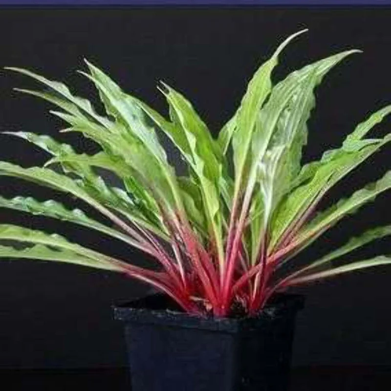 Hosta Razor's Edge Live Plant – 5.25" Pot, Well-Rooted Perennial for Shade Hosta Razor's Edge Live Plant – 5.25" Pot, Well-Rooted Perennial for Shade - Image 1