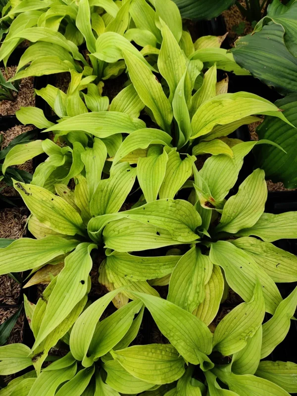 Hosta Relentless Live Plant – Perennial Shade Plant – 5.25 inch Pot – Full Season Yellow Foliage Hosta Relentless Live Plant – Perennial Shade Plant – 5.25 inch Pot – Full Season Yellow Foliage - Image 2
