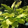 Hosta Relentless Live Plant – Perennial Shade Plant – 5.25 inch Pot – Full Season Yellow Foliage - Image 1