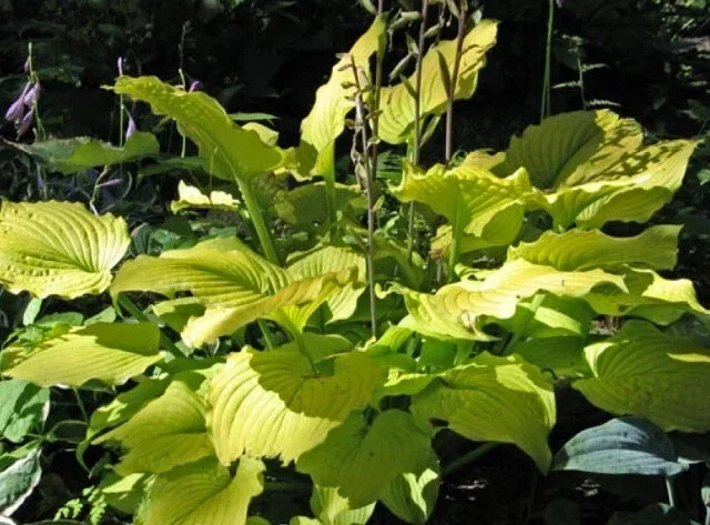 Hosta Relentless Live Plant – Perennial Shade Plant – 5.25 inch Pot – Full Season Yellow Foliage Hosta Relentless Live Plant – Perennial Shade Plant – 5.25 inch Pot – Full Season Yellow Foliage - Image 1
