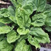 Hosta Road Rage Live Plant – 5.25" Pot Well Rooted Perennial Shade Plant Hosta Road Rage Live Plant – 5.25" Pot Well Rooted Perennial Shade Plant - Image 1