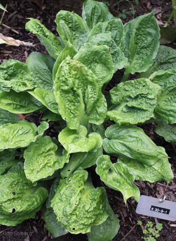 Hosta Road Rage Live Plant – 5.25" Pot Well Rooted Perennial Shade Plant Hosta Road Rage Live Plant – 5.25" Pot Well Rooted Perennial Shade Plant - Image 1