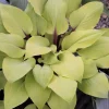 Hosta 'Rough Lemon' Live Plant – 5.25" Pot – Well-Rooted Perennial Shade Plant Hosta 'Rough Lemon' Live Plant – 5.25" Pot – Well-Rooted Perennial Shade Plant - Image 1