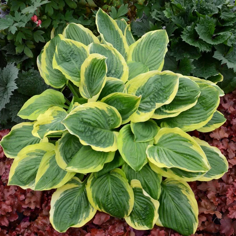 Hosta Royal Wedding Live Plant – 5.25" Pot Perennial Shade Hardy Hosta Royal Wedding Live Plant – 5.25" Pot Perennial Shade Hardy - Image 2
