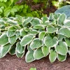 Hosta Royal Wedding Live Plant – 5.25" Pot Perennial Shade Hardy - Image 1