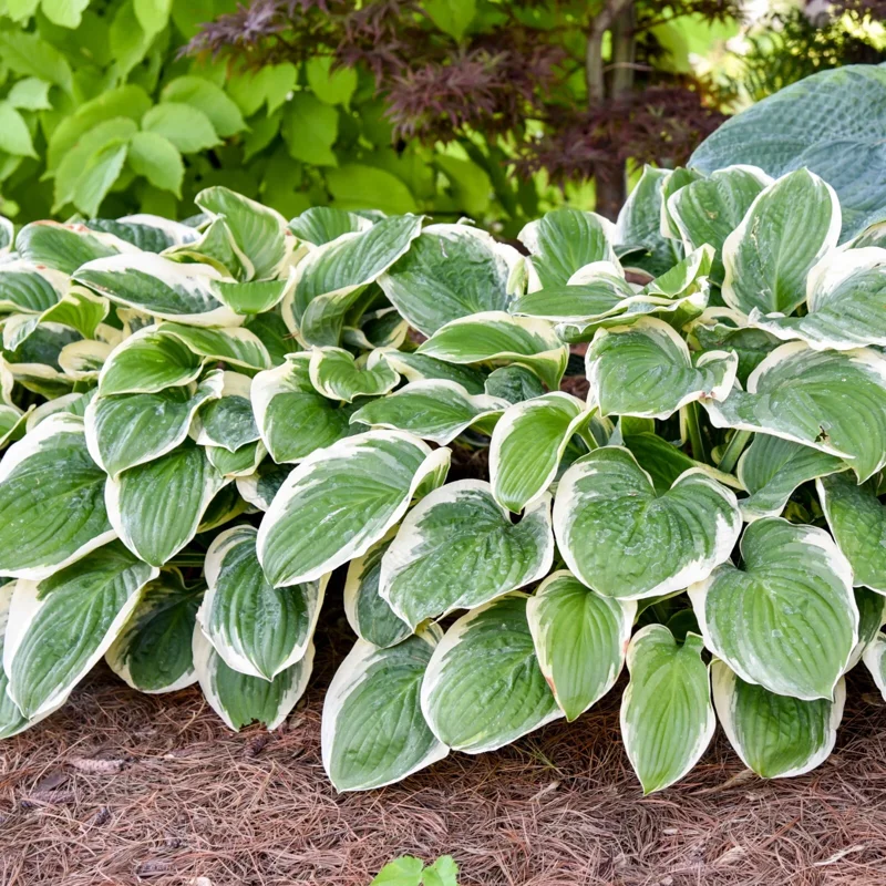 Hosta Royal Wedding Live Plant – 5.25" Pot Perennial Shade Hardy Hosta Royal Wedding Live Plant – 5.25" Pot Perennial Shade Hardy - Image 1