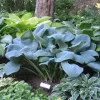 Hosta Sapphire Pillows Live Plant – 5.25" Pot – Well Rooted Perennial – Shade Hosta Sapphire Pillows Live Plant – 5.25" Pot – Well Rooted Perennial – Shade - Image 1