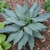 Hosta Scheherazade Live Plant – Perennial Shade Plant – 5.25" Pot Hosta Scheherazade Live Plant – Perennial Shade Plant – 5.25" Pot - Image 1