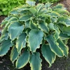 Hosta Shadowlands Voices in the Wind Live Plant 5.25" Pot Perennial Outdoor Hosta Shadowlands Voices in the Wind Live Plant 5.25" Pot Perennial Outdoor - Image 1
