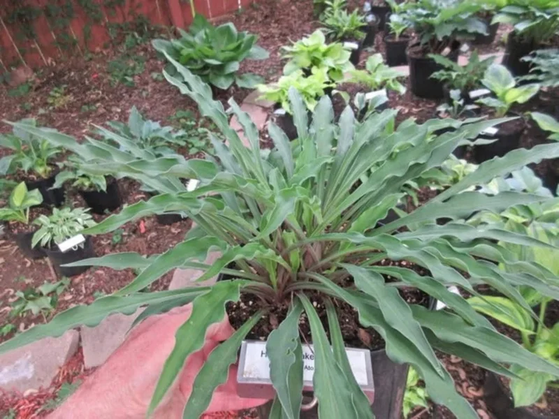 Hosta Shake Down Live Plant – 5.25" Pot – Well Rooted Perennial Shade Plant Hosta Shake Down Live Plant – 5.25" Pot – Well Rooted Perennial Shade Plant - Image 2