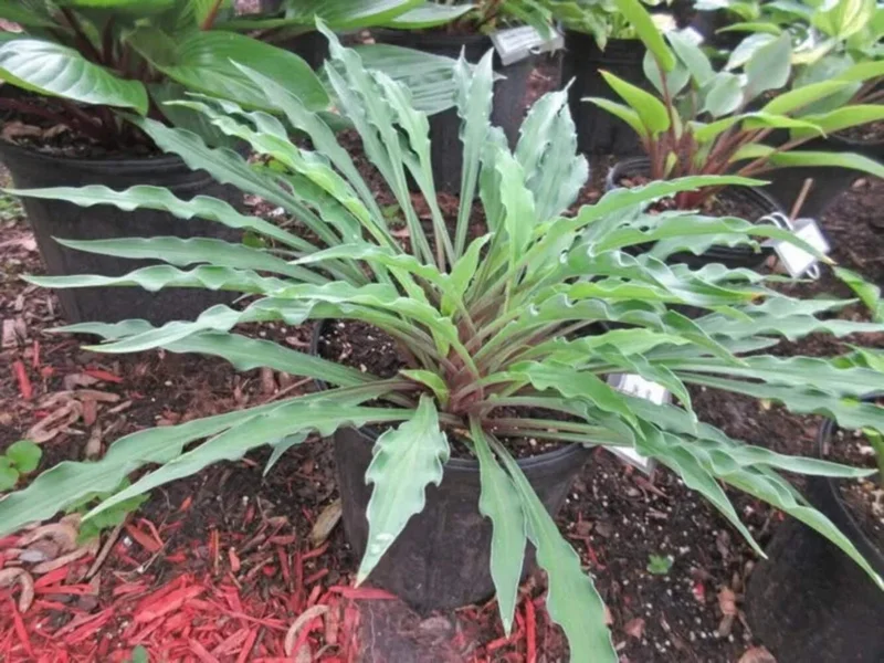 Hosta Shake Down Live Plant – 5.25" Pot – Well Rooted Perennial Shade Plant Hosta Shake Down Live Plant – 5.25" Pot – Well Rooted Perennial Shade Plant - Image 1