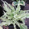 Hosta Shocking Mandy Live Plant - 5.25" Pot Perennial Shade Plant - Image 1