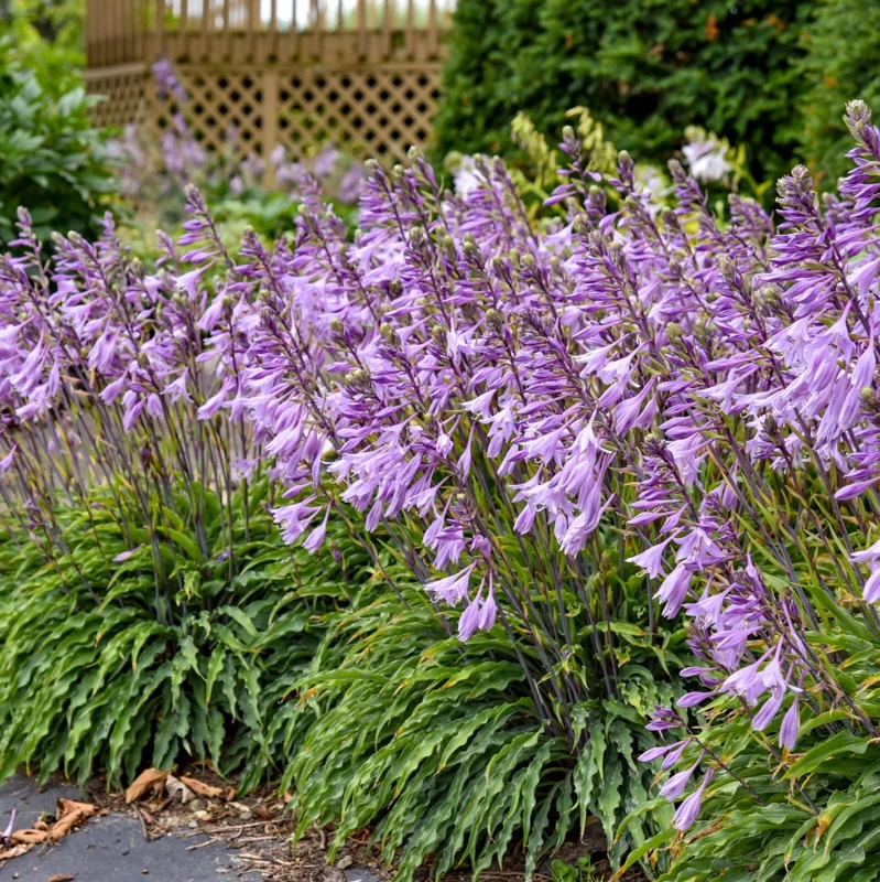 Hosta Silly String Live Plant 5.25 inch Pot - Unique Perennial Shade Plant Hosta Silly String Live Plant 5.25 inch Pot - Unique Perennial Shade Plant - Image 2