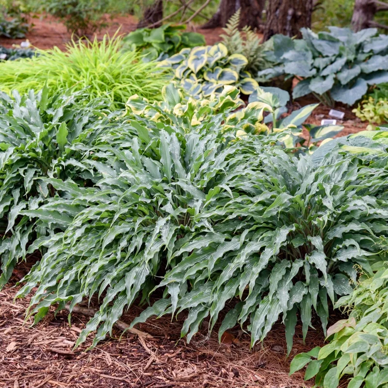 Hosta Silly String Live Plant 5.25 inch Pot - Unique Perennial Shade Plant Hosta Silly String Live Plant 5.25 inch Pot - Unique Perennial Shade Plant - Image 4