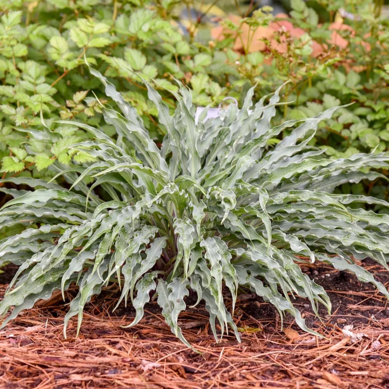 Hosta Silly String Live Plant 5.25 inch Pot - Unique Perennial Shade Plant Hosta Silly String Live Plant 5.25 inch Pot - Unique Perennial Shade Plant - Image 5