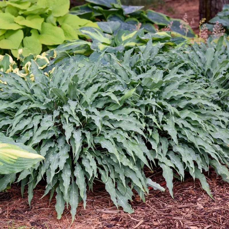 Hosta Silly String Live Plant 5.25 inch Pot - Unique Perennial Shade Plant Hosta Silly String Live Plant 5.25 inch Pot - Unique Perennial Shade Plant - Image 1