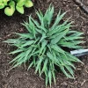 Hosta Silver Twist Live Plant - 5.25" Pot, Well Rooted Perennial Shade Hosta Silver Twist Live Plant - 5.25" Pot, Well Rooted Perennial Shade - Image 1