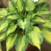 Hosta Sister Act Live Plant – Perennial Shade Variety – 5.25" Pot - Image 1