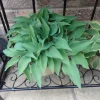 Hosta Slim and Trim Live Plant – 5.25 inch Pot – Well Rooted Perennial Shade Plant - Image 1