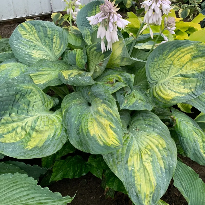 Hosta Sound of Music Live Plant - 5.25" Pot, Well-Rooted Perennial for Shade Hosta Sound of Music Live Plant - 5.25" Pot, Well-Rooted Perennial for Shade - Image 2