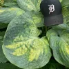 Hosta Sound of Music Live Plant - 5.25" Pot, Well-Rooted Perennial for Shade Hosta Sound of Music Live Plant - 5.25" Pot, Well-Rooted Perennial for Shade - Image 1