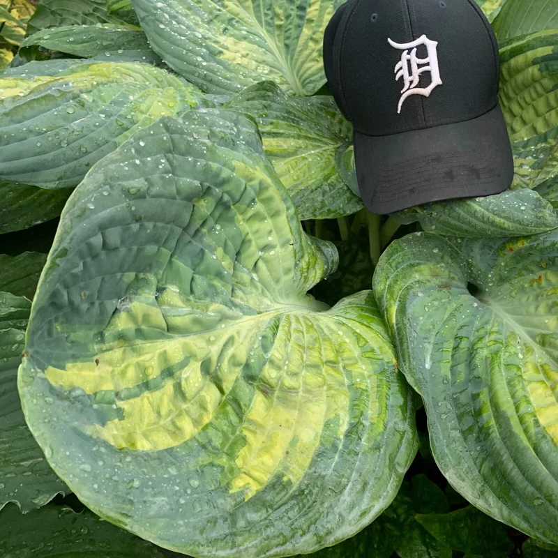 Hosta Sound of Music Live Plant - 5.25" Pot, Well-Rooted Perennial for Shade Hosta Sound of Music Live Plant - 5.25" Pot, Well-Rooted Perennial for Shade - Image 1