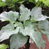 Hosta Steal the Spotlight Live Plant – Perennial Shade Plant Blue - Image 1