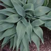 Hosta Talking Point Live Plant - 5.25" Pot, Well Rooted Perennial - Image 1