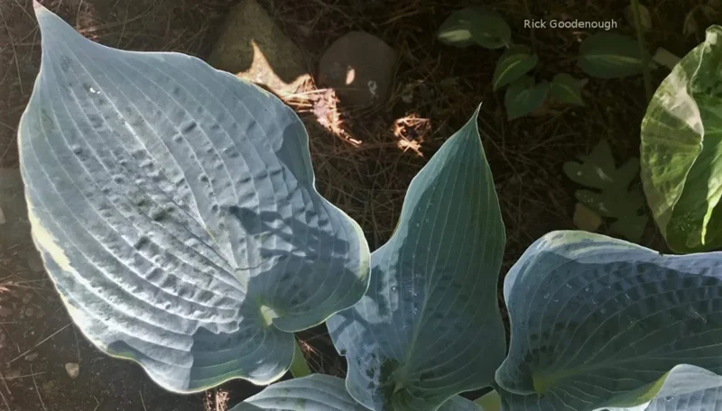 Hosta 'The Future King' Live Plant – 5.25 Inch Pot – Well Rooted Perennial Shade Plant Hosta 'The Future King' Live Plant – 5.25 Inch Pot – Well Rooted Perennial Shade Plant - Image 2
